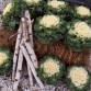 Brassica Oleracea